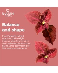 Forskolin ketogenic supplement | Body weight control