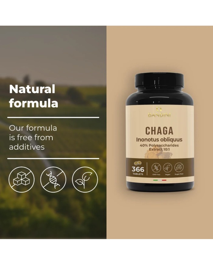 Chaga Mushroom Inonotus Obliquus 366 tablets- Mycotherapy